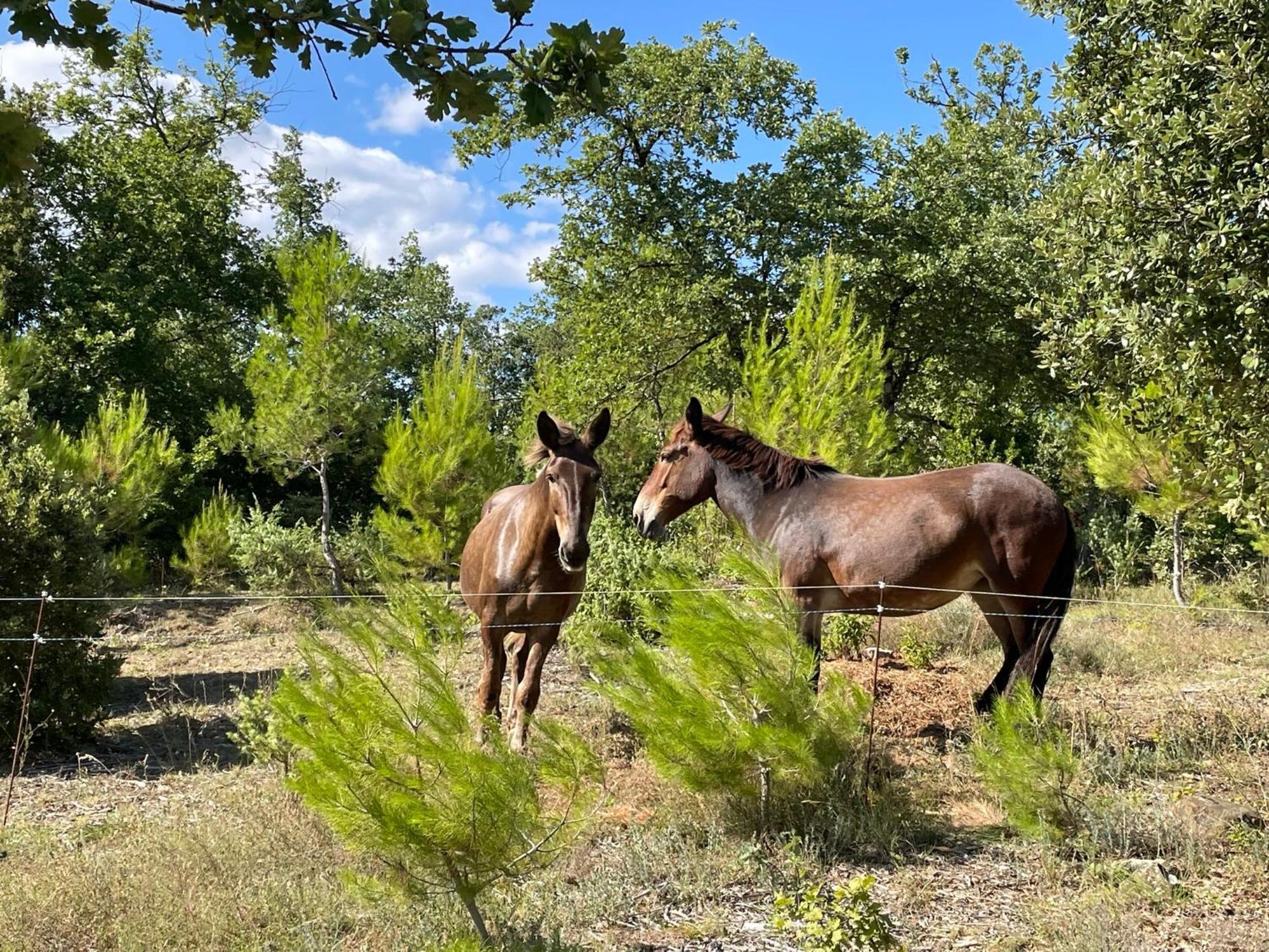 Les Yourtes De Provence Saint-Paulet-de-Caisson Ngoại thất bức ảnh